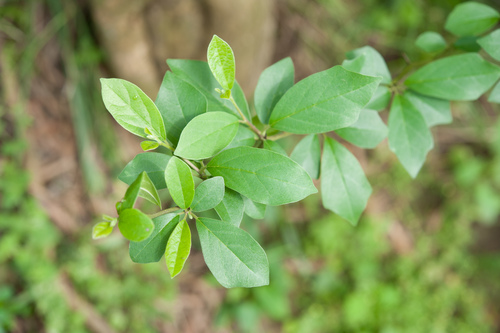Storehousebush (Maclura tricuspidata)