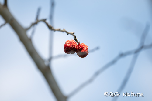Storehousebush (Maclura tricuspidata)