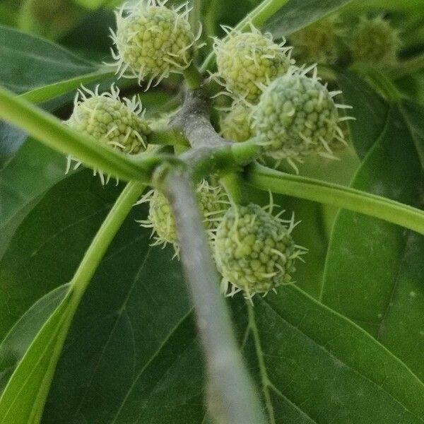 Storehousebush (Maclura tricuspidata)