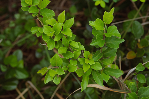 Storehousebush (Maclura tricuspidata)