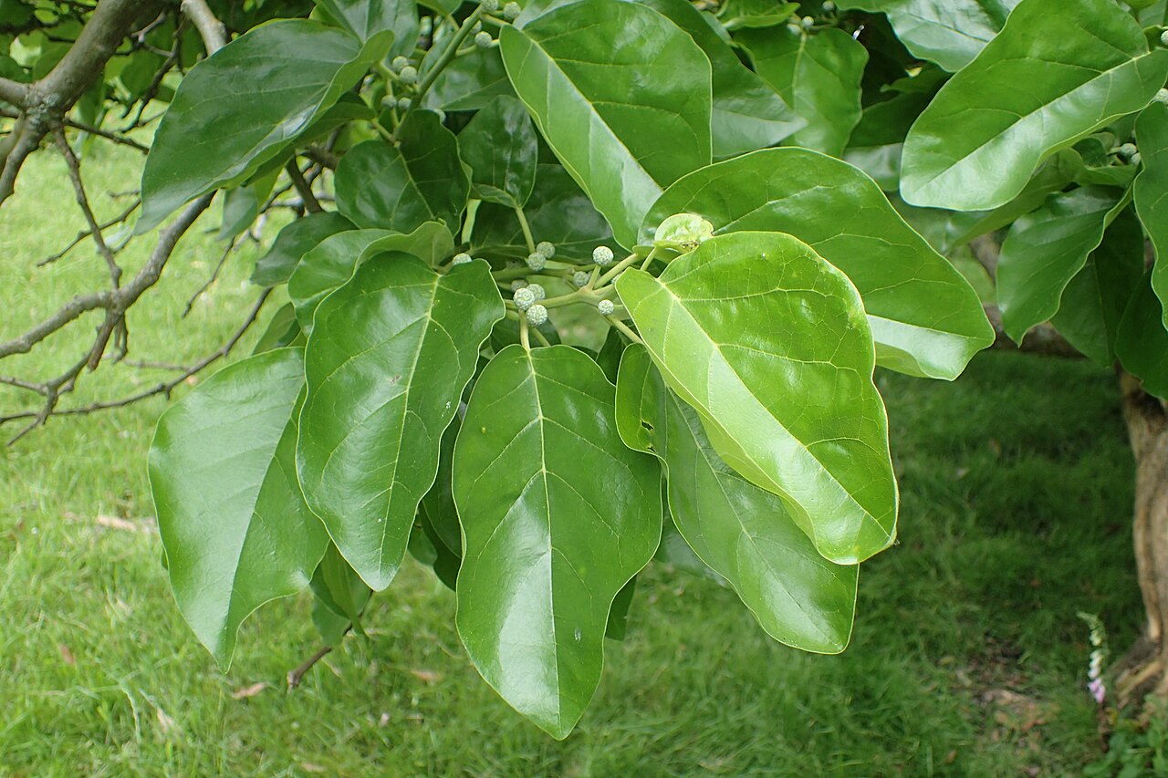 Storehousebush: Cudrania tricuspidata in Hackfalls Arboretum, Hawkes's Bay