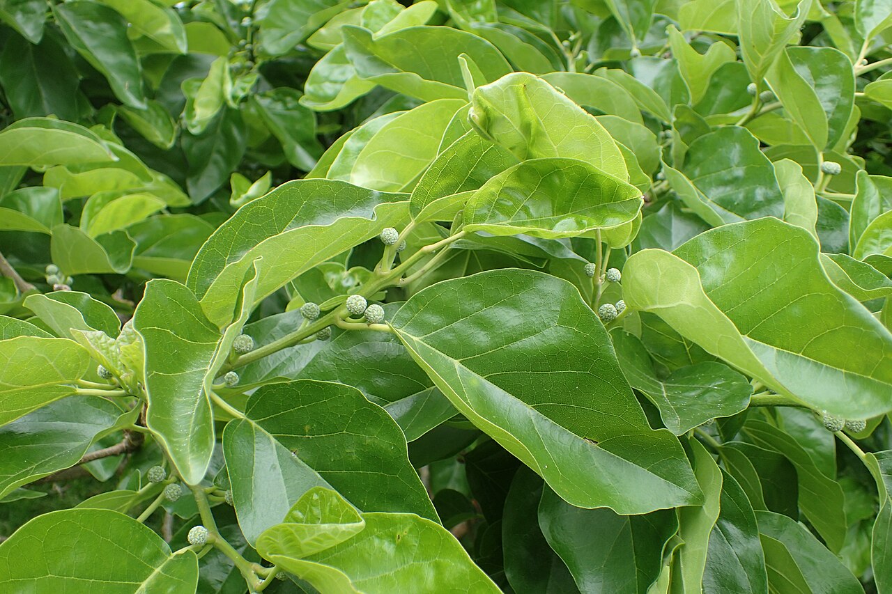 Storehousebush: Cudrania tricuspidata in Hackfalls Arboretum, Hawkes's Bay