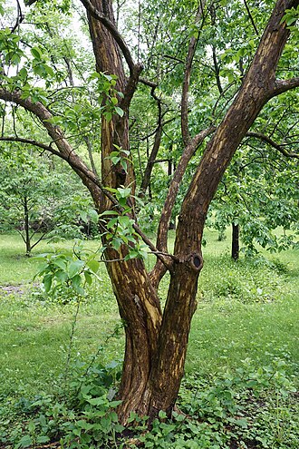 Storehousebush: Cudrania tricuspidata