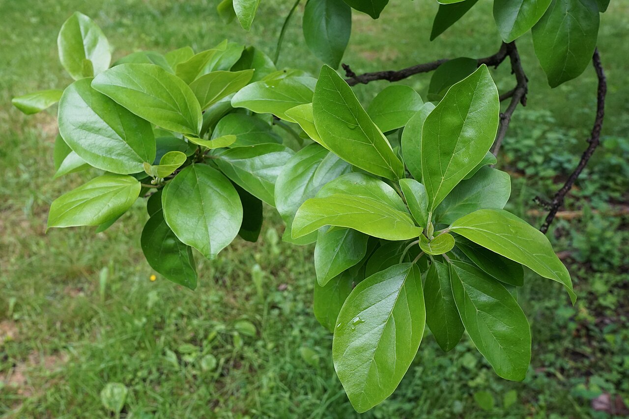 Storehousebush: Cudrania tricuspidata