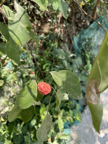 Storehousebush (Maclura tricuspidata)
