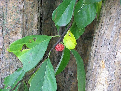 Storehousebush: Maclura tricuspidata fruit