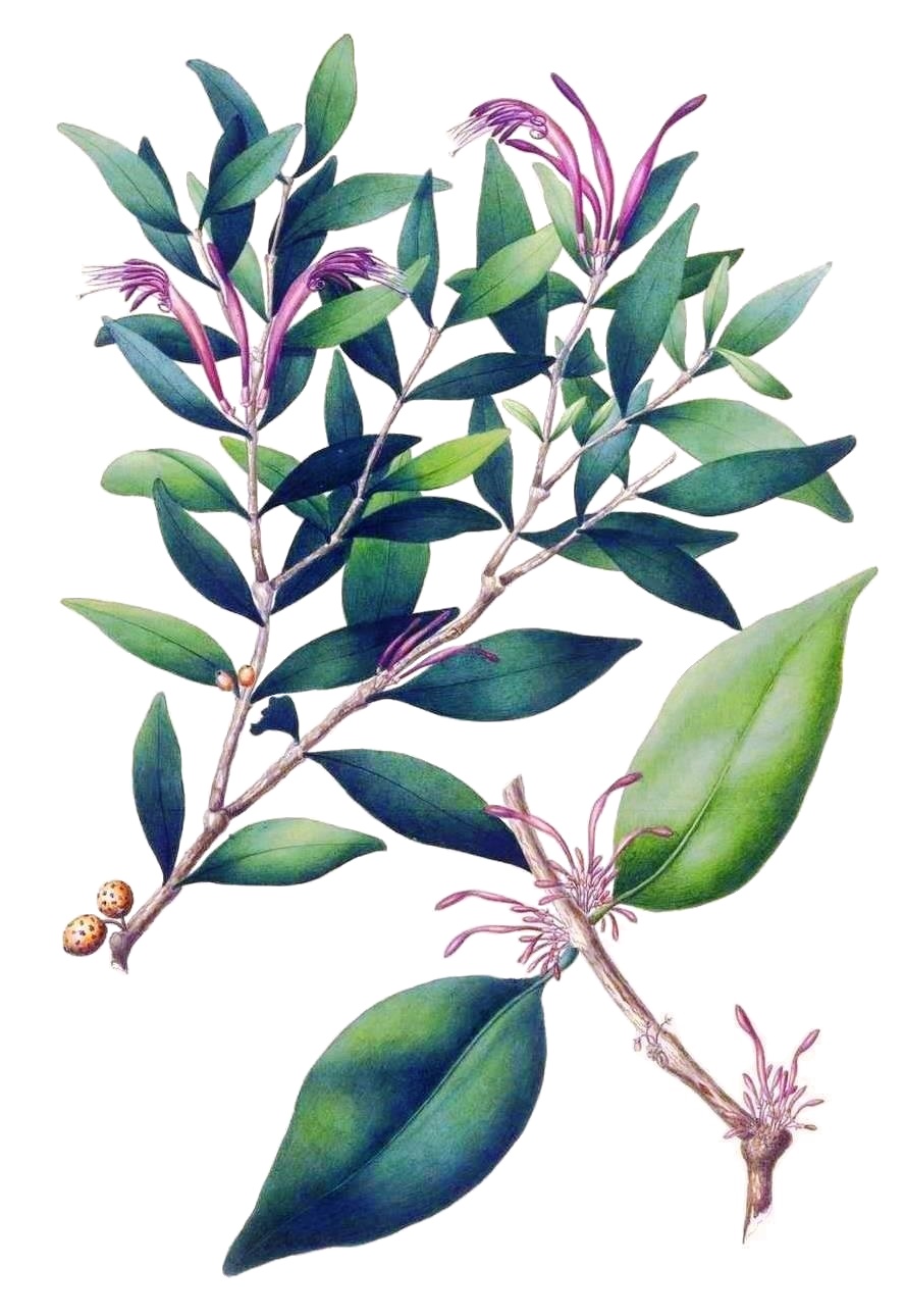 Macrosolen avenis: Loranthus evenius Blume