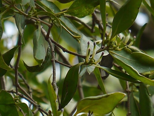 Macrosolen capitellatus: ¿ Macrosolen capitellatus ?