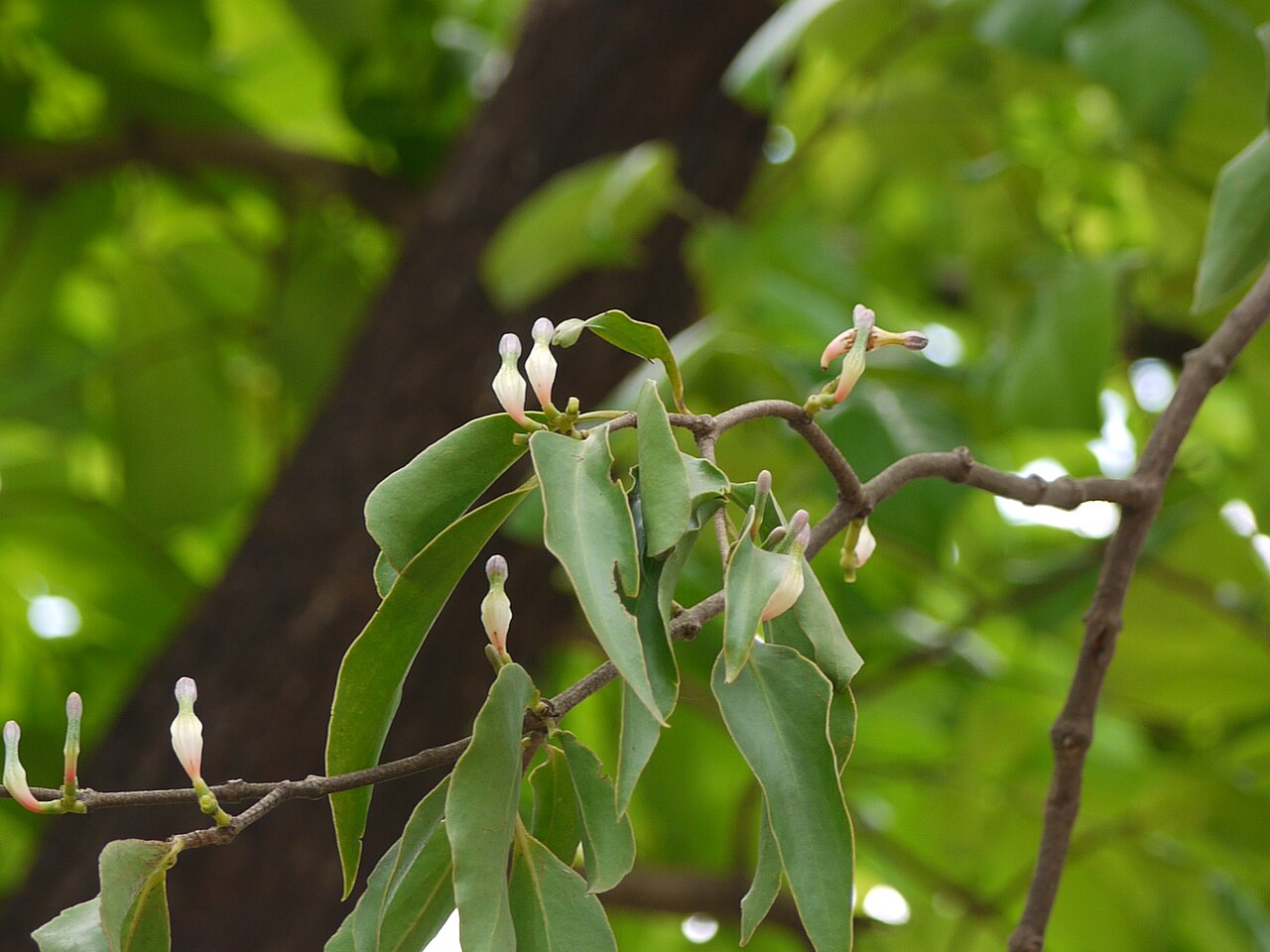 Macrosolen capitellatus: Macrosolen capitellatus