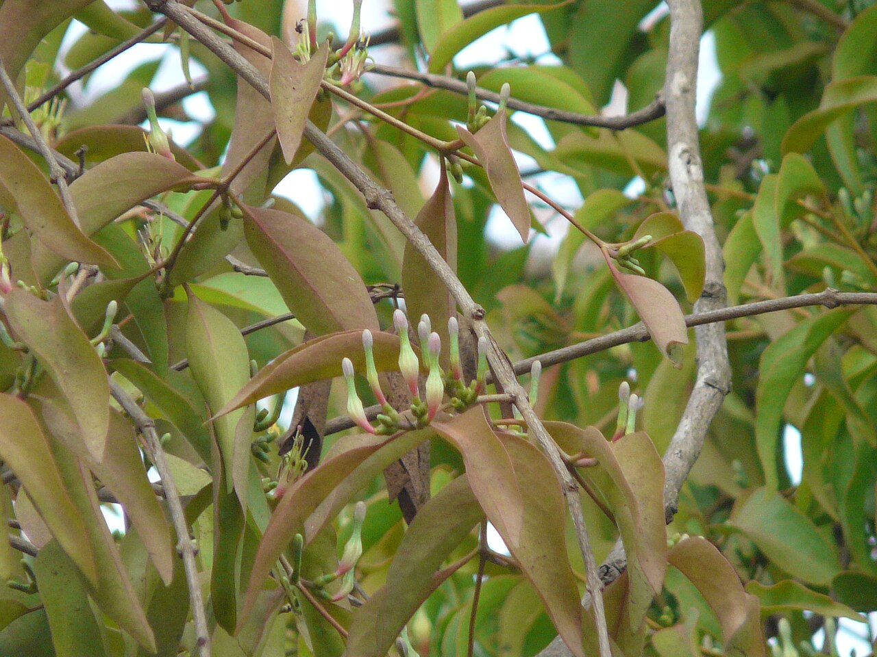 Macrosolen capitellatus: Macrosolen capitellatus