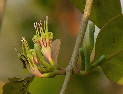 Macrosolen capitellatus: Macrosolen capitellatus