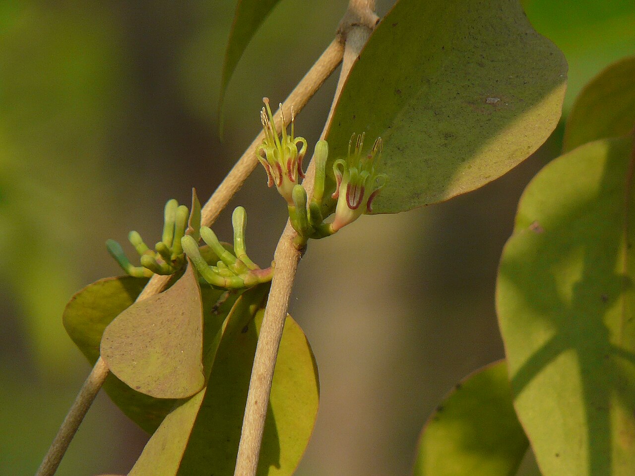 Macrosolen capitellatus: Macrosolen capitellatus