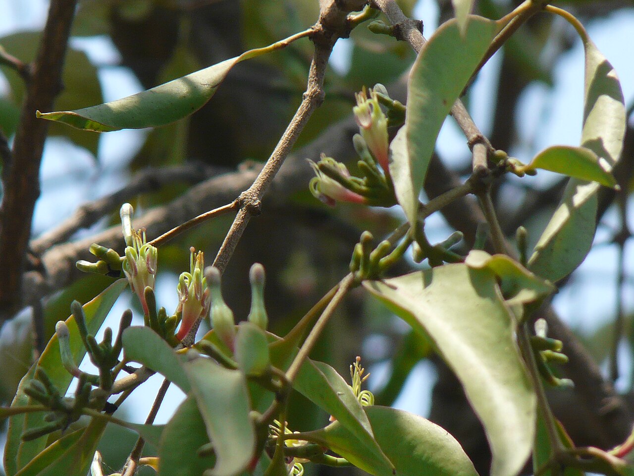 Macrosolen capitellatus: Macrosolen capitellatus