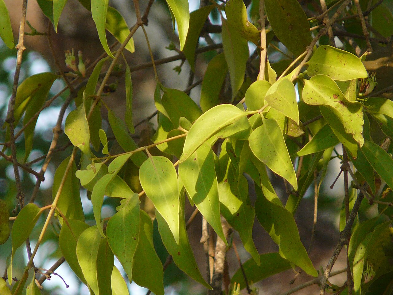 Macrosolen capitellatus: Macrosolen capitellatus