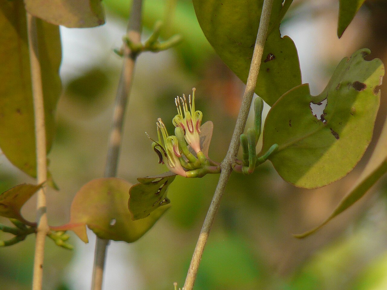 Macrosolen capitellatus: Macrosolen capitellatus