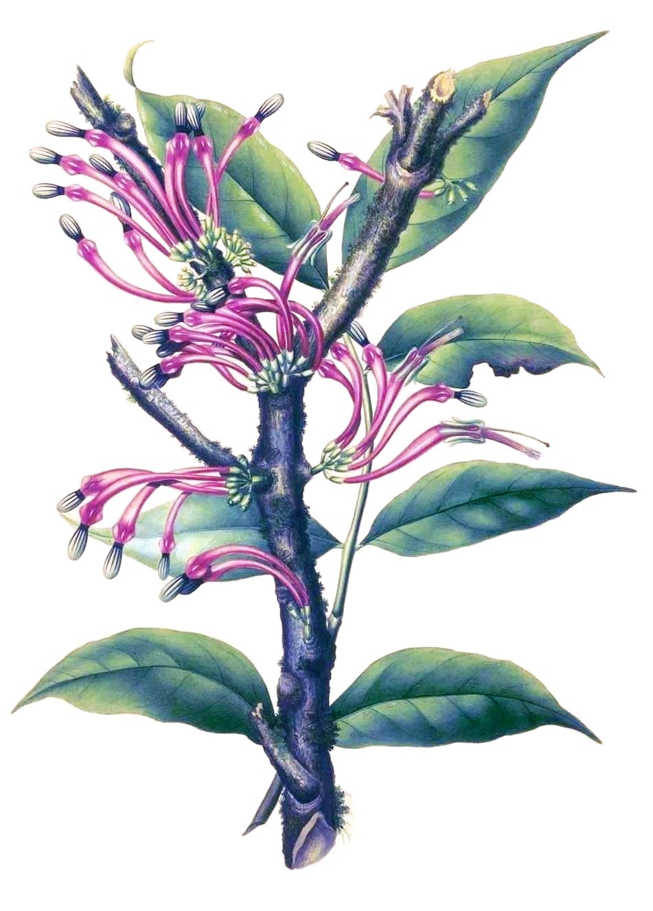 Macrosolen formosus: Macrosolen formosus (Blume) Miquel