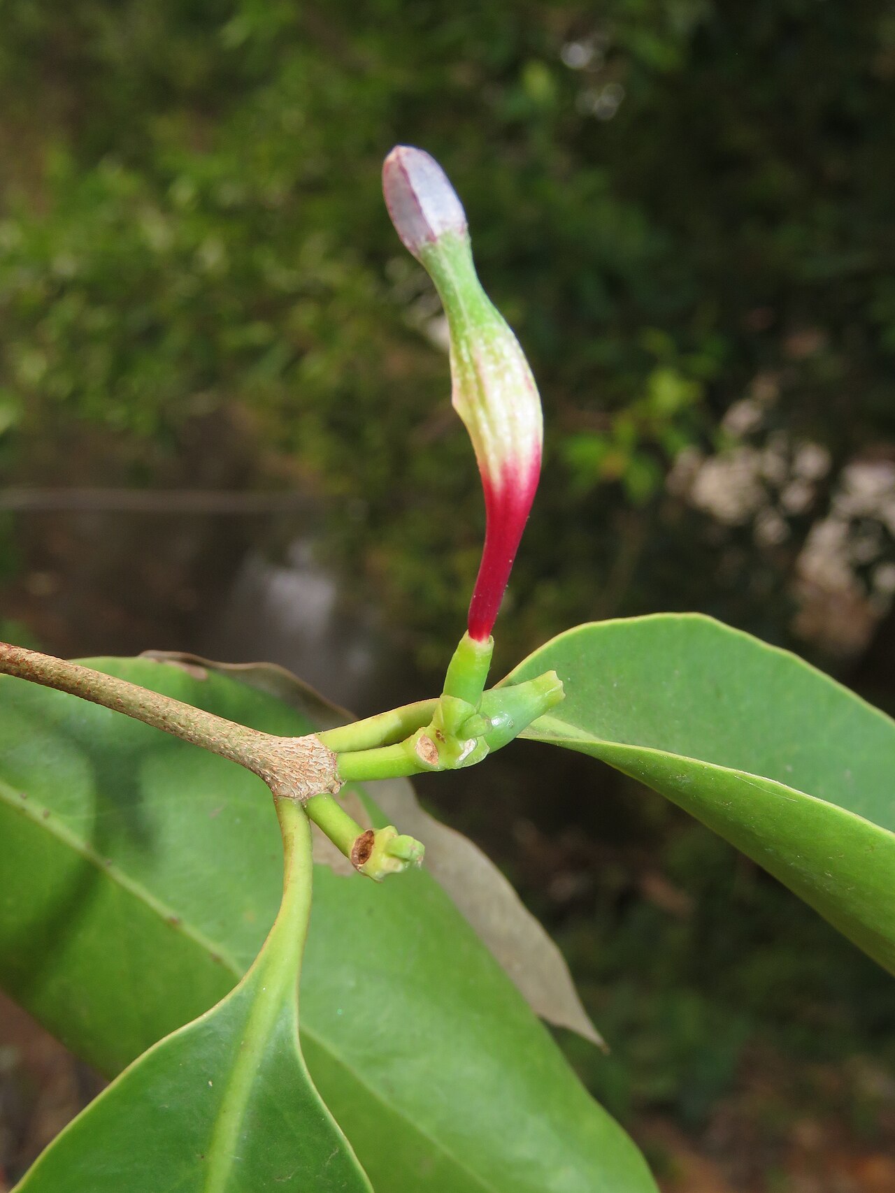 Macrosolen parasiticus: Photos by Vinayaraj