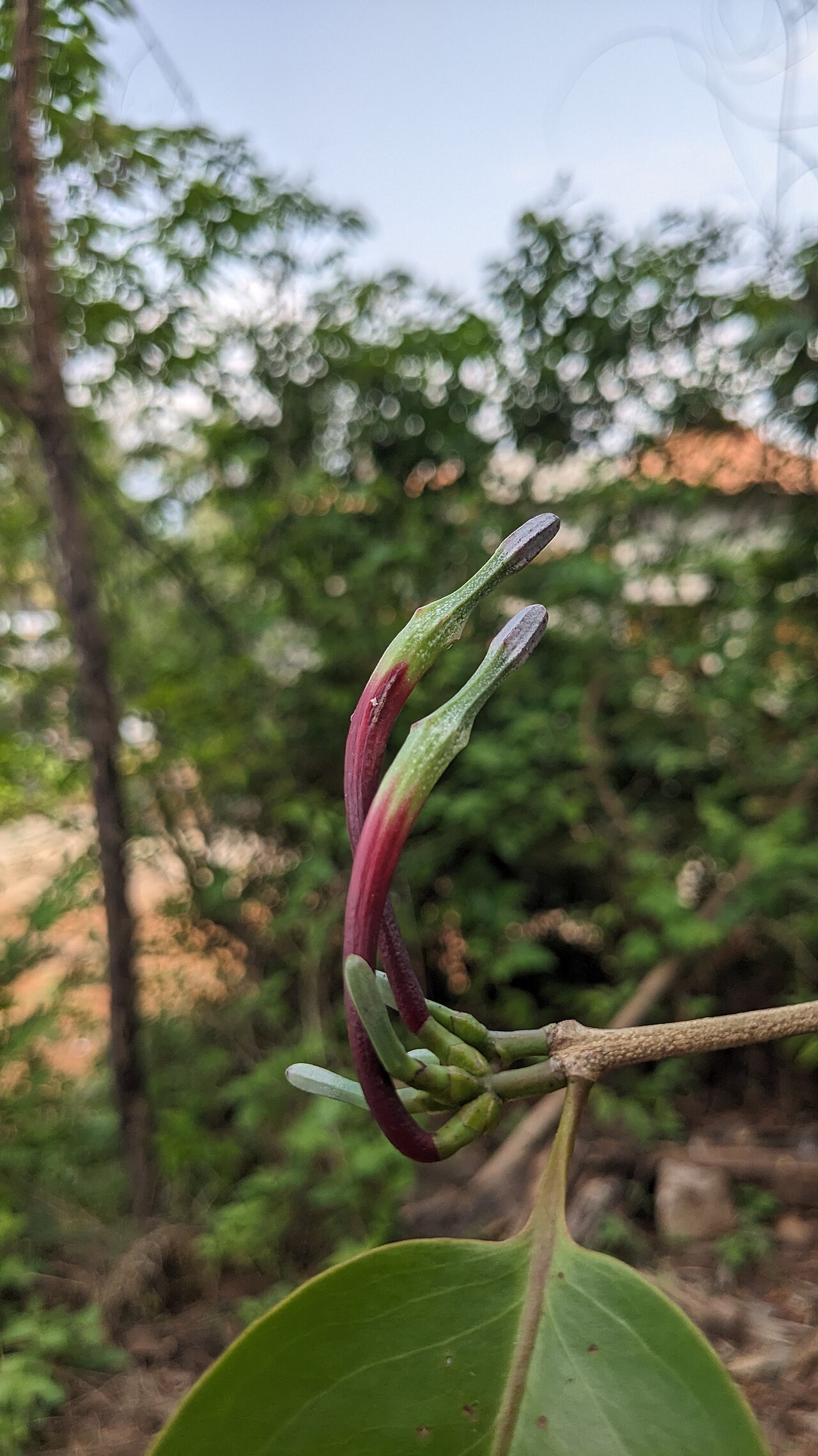 Macrosolen parasiticus: Photos by Vinayaraj