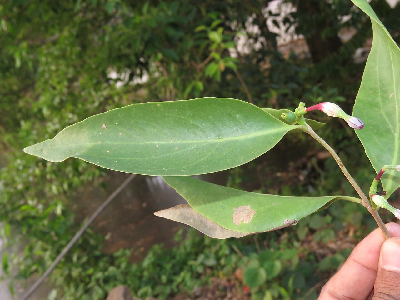 Macrosolen parasiticus: Photos by Vinayaraj