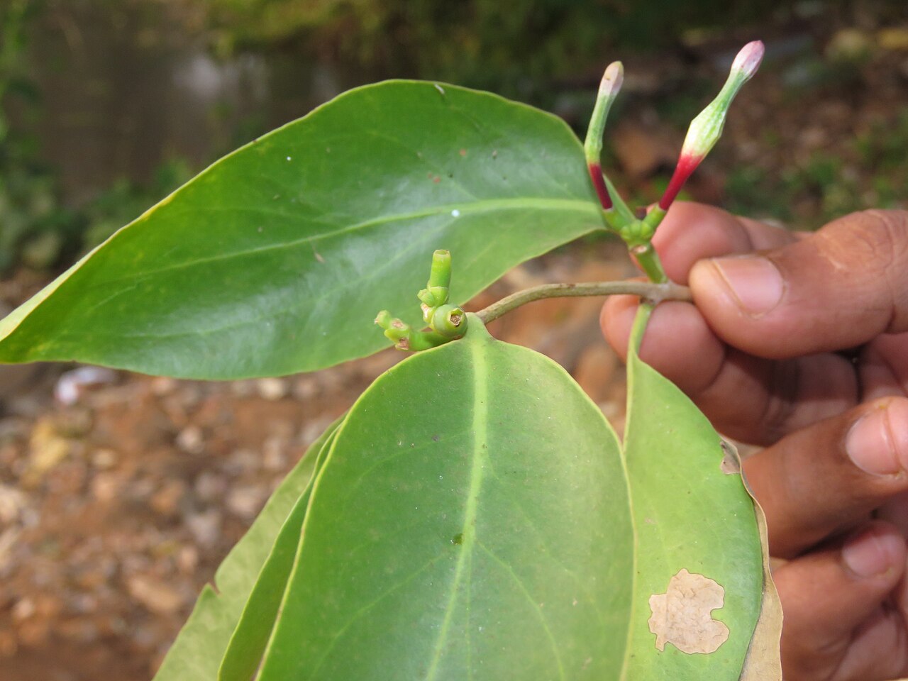 Macrosolen parasiticus: Photos by Vinayaraj