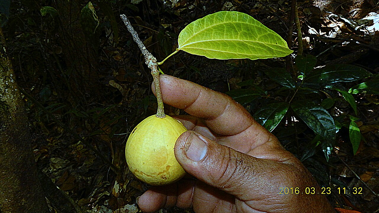 Macrothumia kuhlmannii: Macrothumia kuhlmannii (Sleumer) Alford