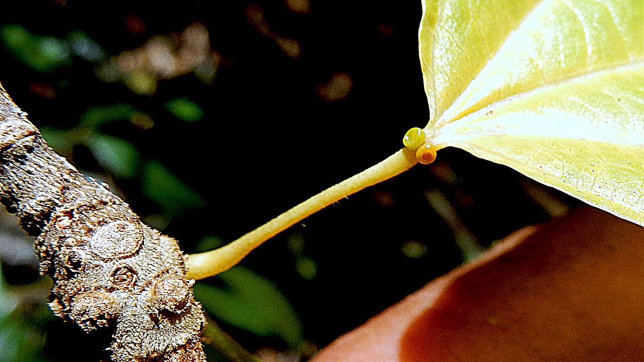 Macrothumia kuhlmannii: Macrothumia kuhlmannii (Sleumer) Alford