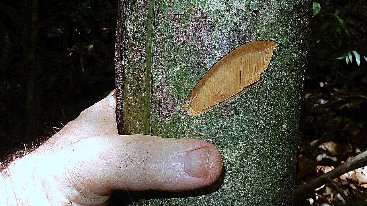 Macrothumia kuhlmannii: Macrothumia kuhlmannii (Sleumer) Alford