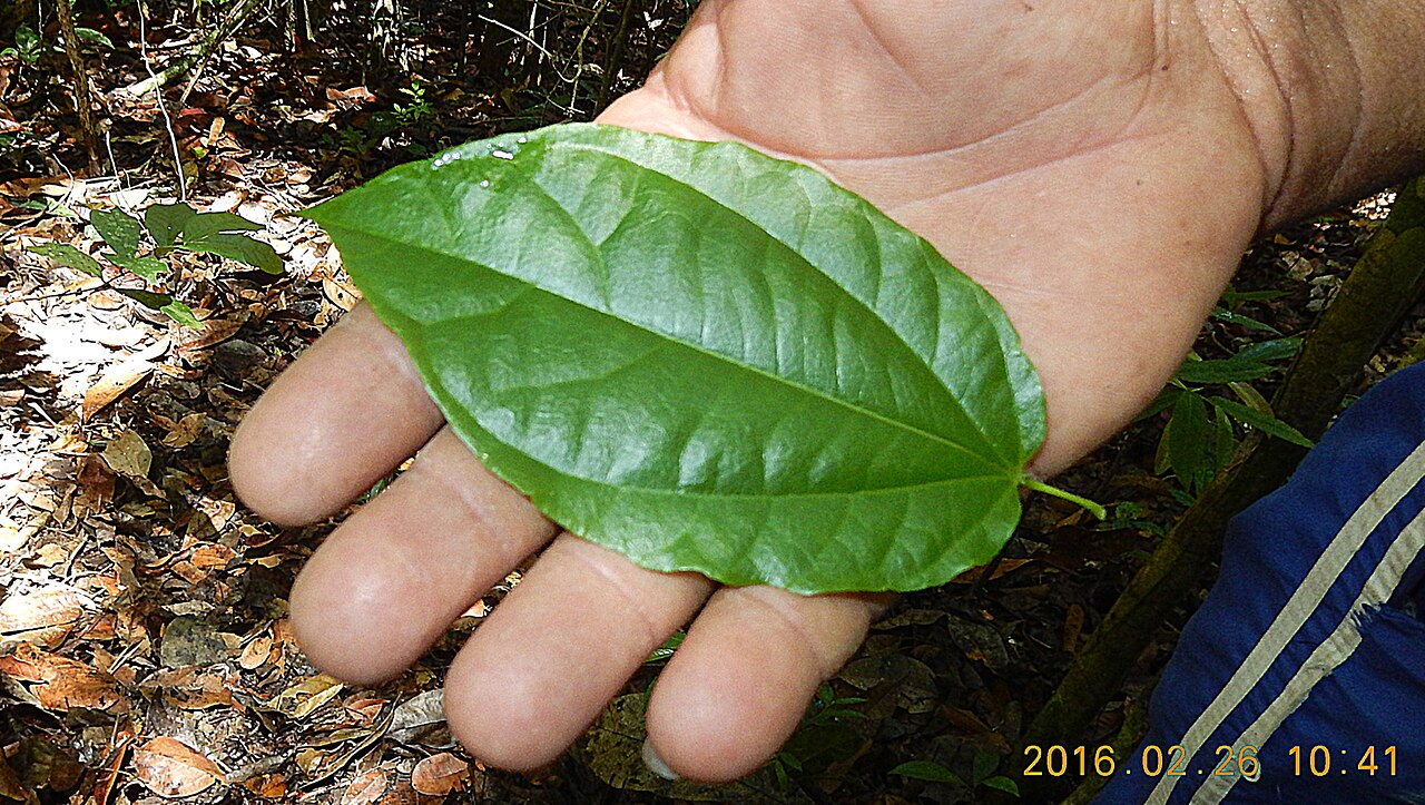 Macrothumia kuhlmannii: Macrothumia kuhlmannii (Sleumer) M.H.Alford