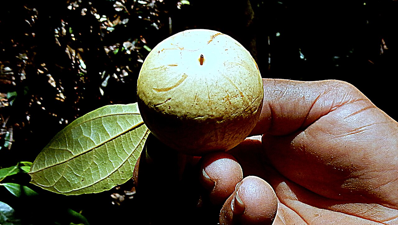 Macrothumia kuhlmannii: Macrothumia kuhlmannii (Sleumer) Alford