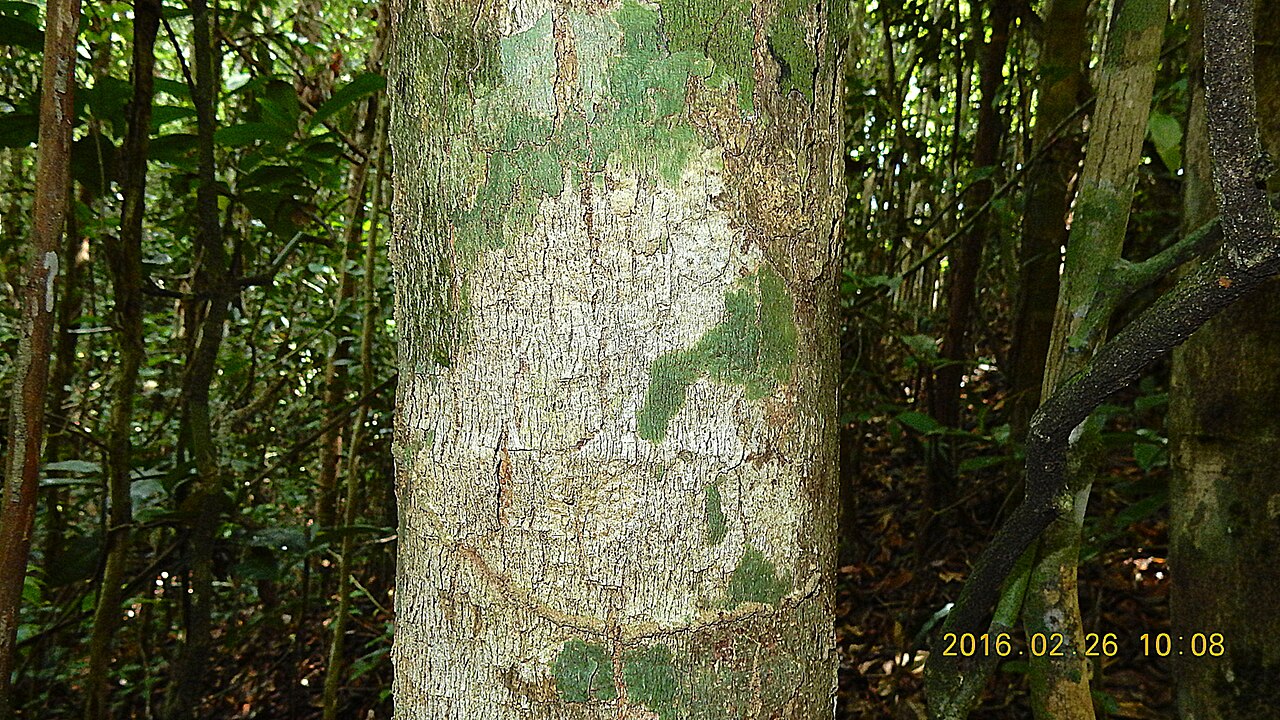 Macrothumia kuhlmannii: Macrothumia kuhlmannii (Sleumer) M.H.Alford