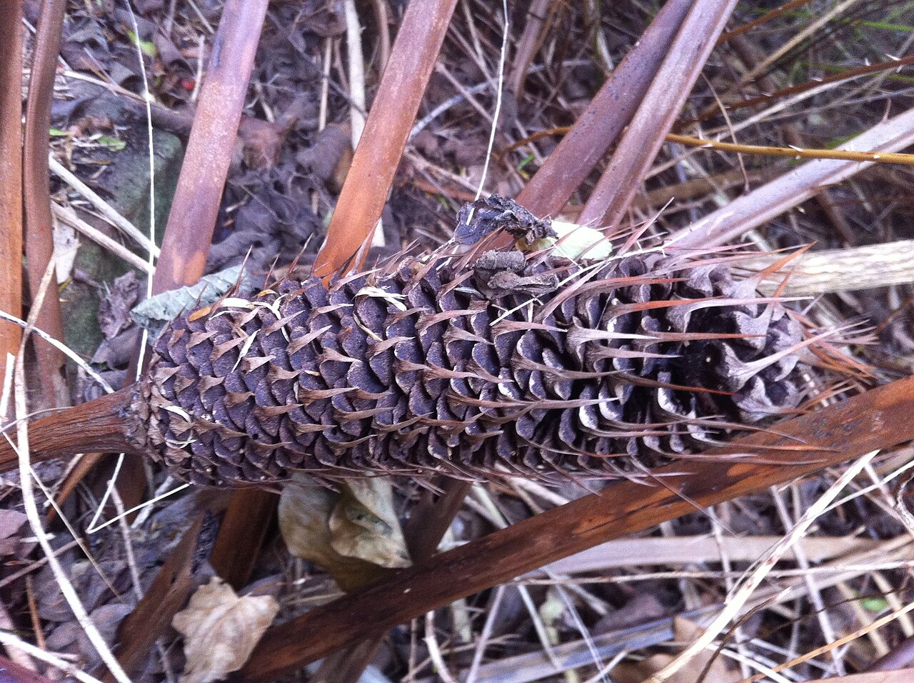 Burrawong: Macrozamia communis Palm Beach, New South Wales