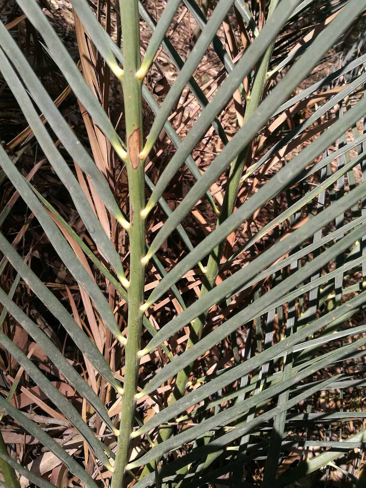 Burrawong: Macrozamia communis Palm Beach, New South Wales