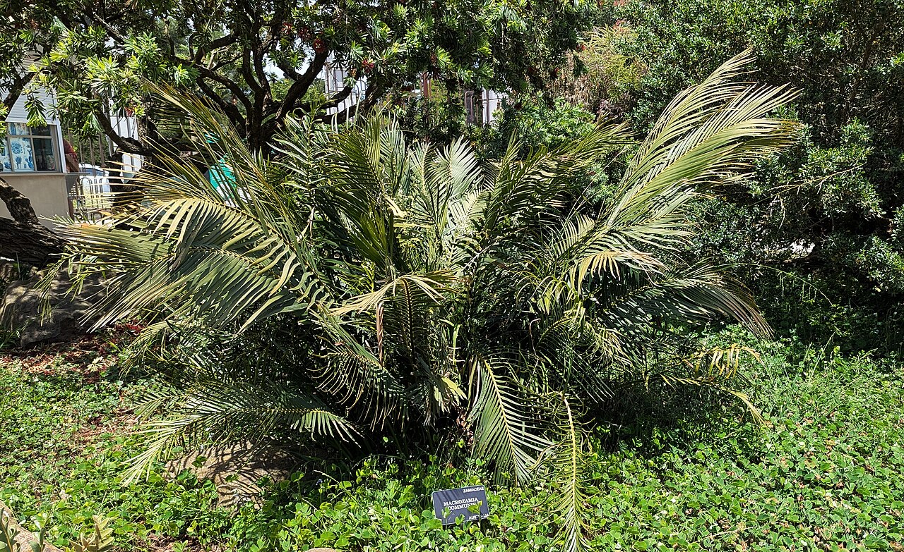 Burrawong: Macrozamia communis - San Francisco Botanical Garden.