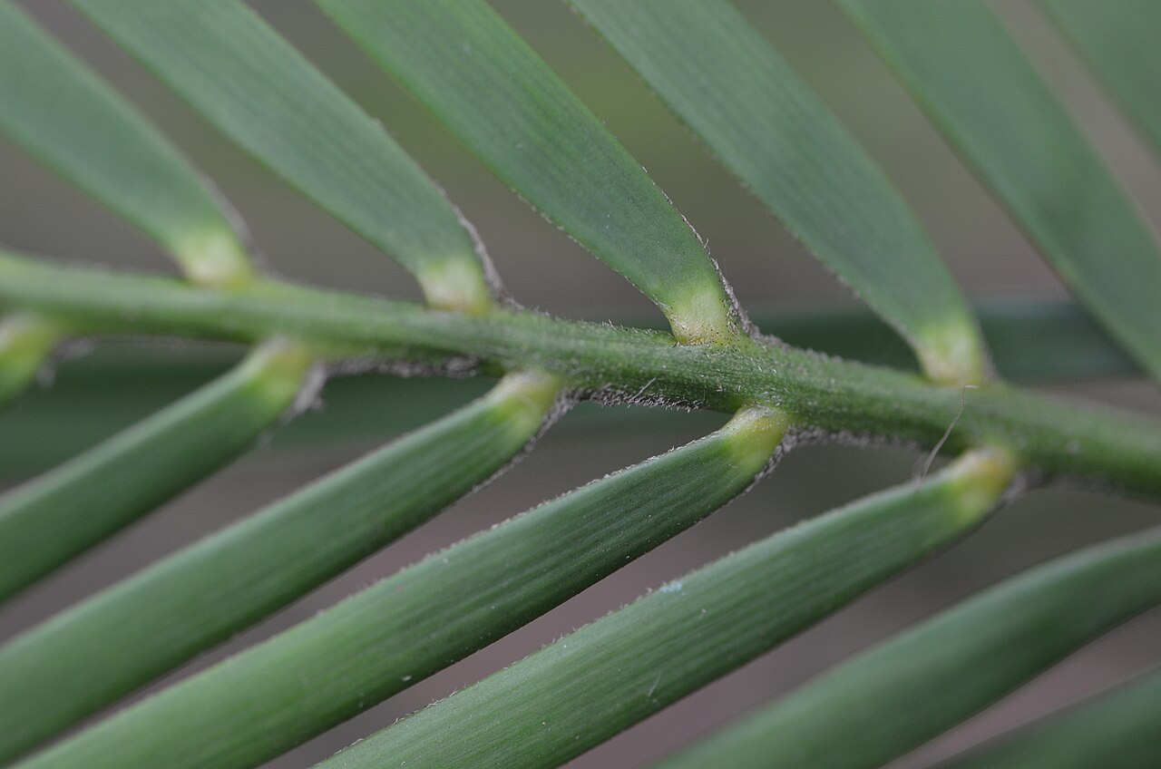 Burrawong: Macrozamia communis Palm Beach, New South Wales