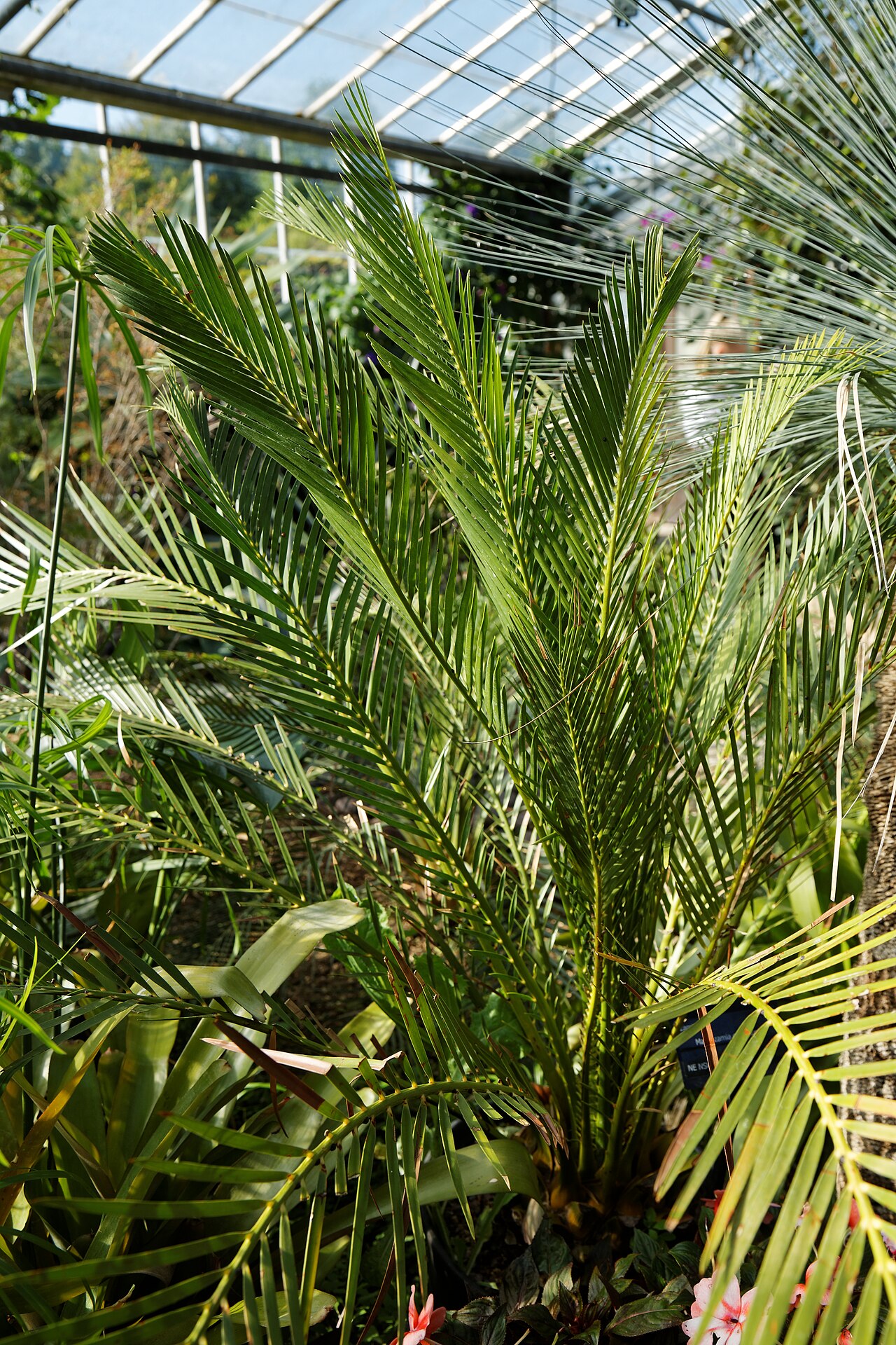 Burrawong: Macrozamia communis commonly Burrawang, in a hot house at Capel Manor College and Gardens , Bulls Cross , Enfield , London , England. Software : RAW file lens-c