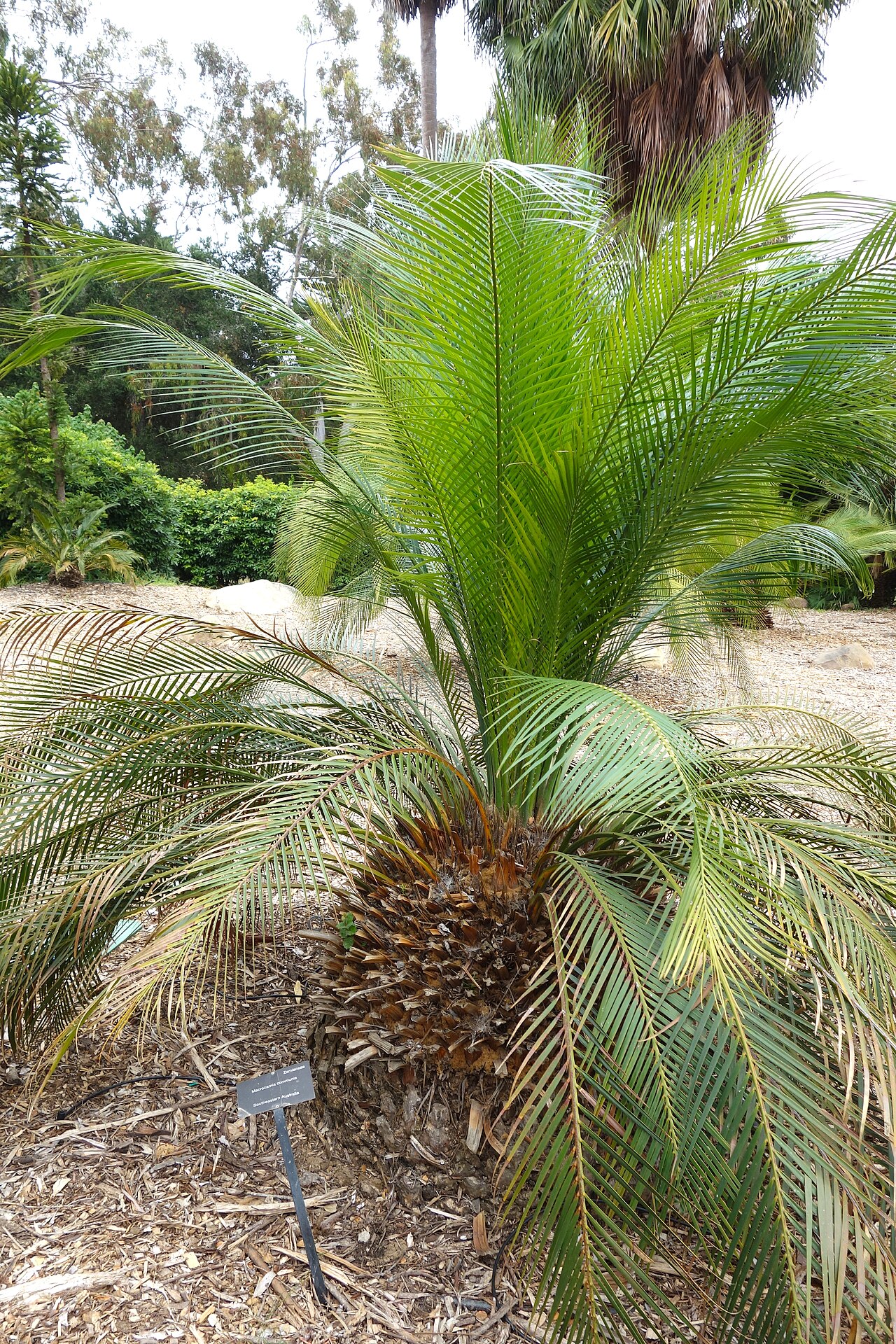 Burrawong: Lotusland - Montecito, California, USA.