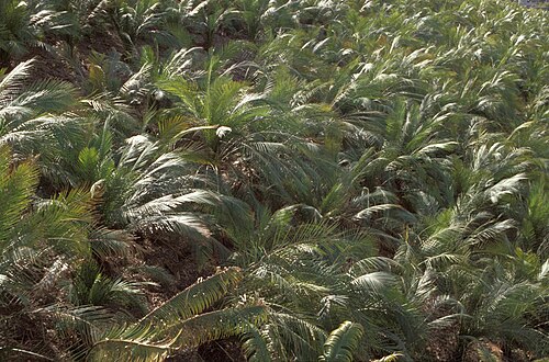 Burrawong: Macrozamia communis in Birrarung Marr, Melbourne. Photo by R Jones. Image scanned from 35mm slide.