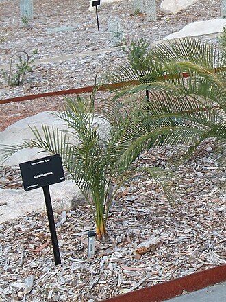 Macrozamia dyeri: Macrozamia dyeri, Australian Botanic Garden Mount Annan