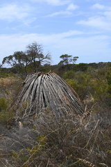 Macrozamia dyeri (Macrozamia dyeri)