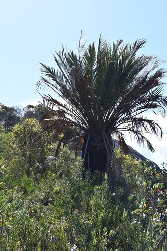 Macrozamia dyeri (Macrozamia dyeri)