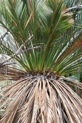 Macrozamia dyeri (Macrozamia dyeri)