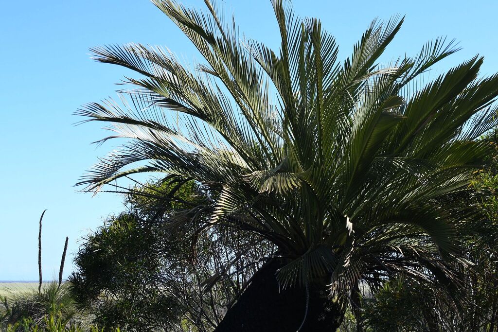 Macrozamia dyeri (Macrozamia dyeri)