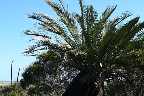 Macrozamia dyeri (Macrozamia dyeri)