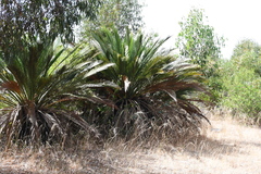 Macrozamia dyeri (Macrozamia dyeri)