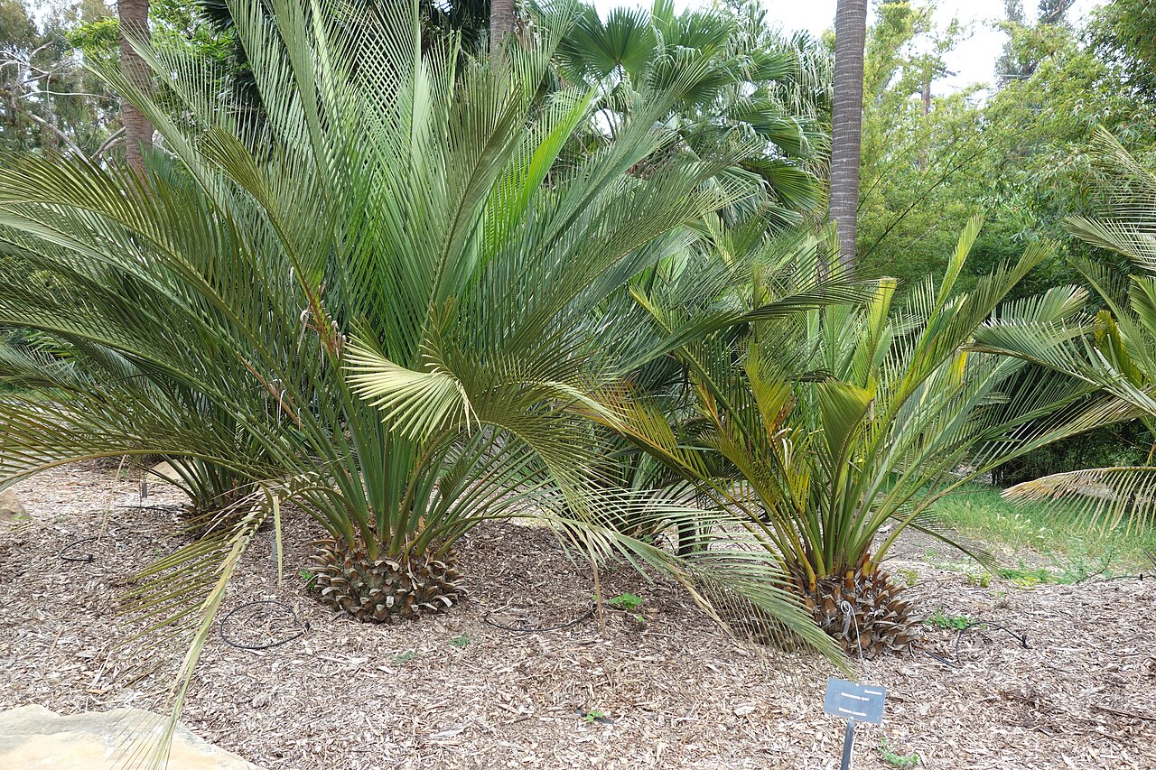 Macrozamia dyeri: Lotusland - Montecito, California, USA.