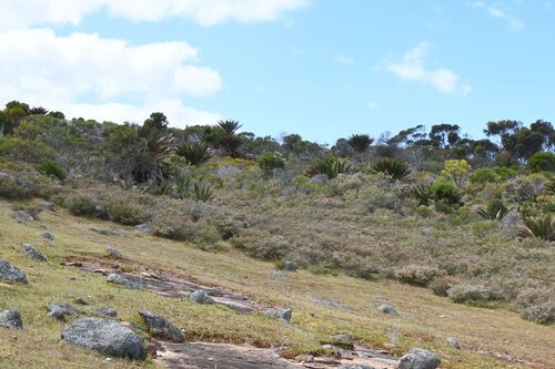 Macrozamia dyeri (Macrozamia dyeri)
