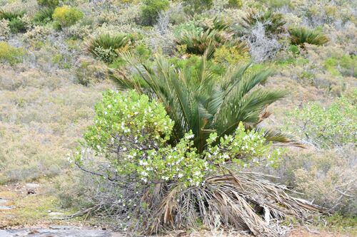 Macrozamia dyeri (Macrozamia dyeri)
