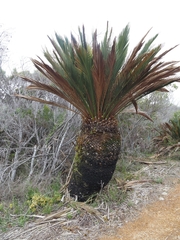 Macrozamia dyeri (Macrozamia dyeri)