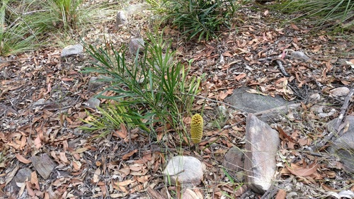 Macrozamia fawcettii (Macrozamia fawcettii)