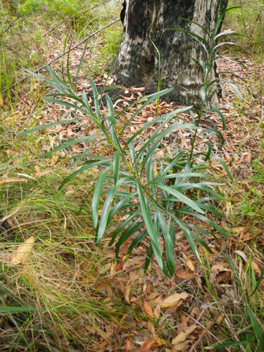 Macrozamia fawcettii (Macrozamia fawcettii)